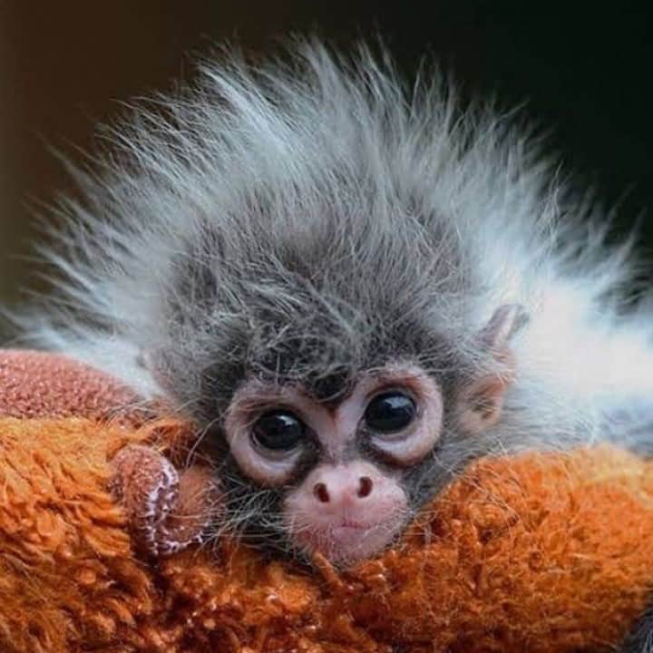 のインスタグラム：「Just look at that tiny little face! 😍」