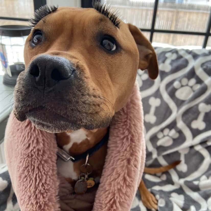 アメリカ運輸保安局さんのインスタグラム写真 - (アメリカ運輸保安局Instagram)「“I’m not perfect, but my eyelashes are.” – Pancake the Dog   No need to lash out. No need to bat an eye. Pack those falsies for your next trip, because we’ve got you covered!   It’s #NationalLashDay and we want to answer your q’s about lash glue. We’re asked this more than you might think, so let’s clear up this sticky situation. -  You’re good to travel with makeup in your carry-on bags. Just be sure you’re following our liquids rule when it comes to packing any lash glue, liquid eyeliner, or mascara.   Oh, were you looking for more glue puns?   *clears throat*   We’re not here to gum up your style, but we want to paste some travel tips here that will harden your knowledge on the syrupy stuff you can travel with. Flammable glues, like Gorilla Glue… those stay home. Non-flammable glues, like Elmer’s, are good to go. Just keep larger bottles packed and cemented to your checked baggage.   Don’t get stuck thinking about what you can bring on your next flight. Stick with us and you’ll stay in the know. Affix your attention on our “What Can I Bring?” tool. Fasten your cursor on the link in our bio, and we’ll help secure your travel knowledge.   #traveltips #travel101 #traveler #glue #glueup #lashes #lashglue #prohibiteditems #makeuptips #travelgram #TSA #dogsofinstagram #friday #friyay #gorillaglue #puns #punsarefun」2月20日 3時21分 - tsa