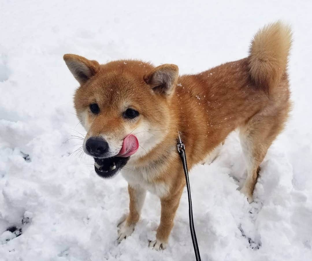 柴犬たま Shibainu Tamaのインスタグラム