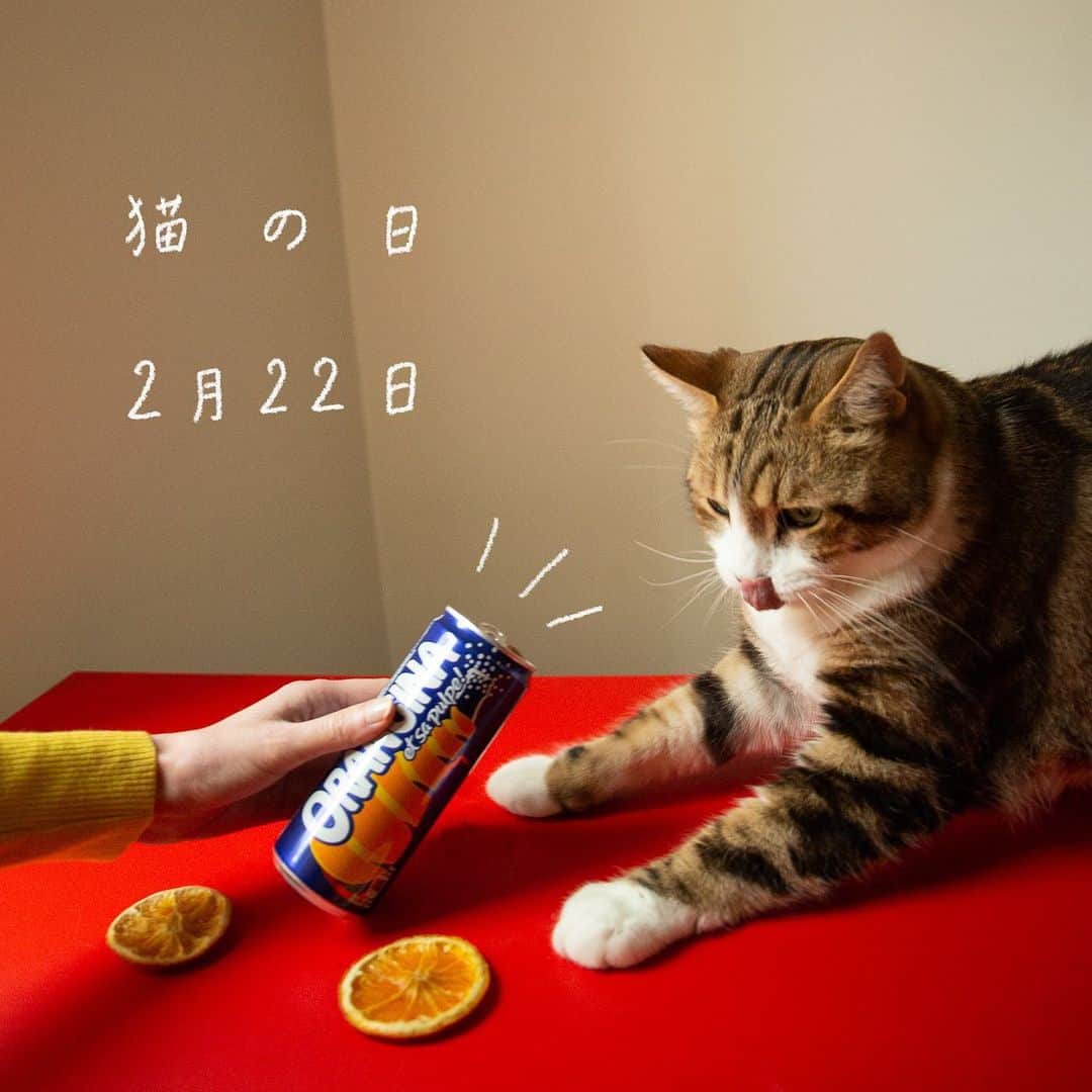のインスタグラム：「Bonjour🇫🇷  猫の鳴き声　 ニャンニャンニャンにちなんで 2月22日は 猫の日です😺   パリで暮らす三毛猫のチッチ（7歳♂） 花や観葉植物が大好き☘️ 時々 こっそりかじったりしてます😽   今日は猫の日を記念して チッチとオランジーナで乾杯⭐️   空き缶を置いてたら 興味深々に 中を覗きこんでました👀     #orangina #France  #Soda  #オランジーナ #フランス生まれ #炭酸飲料 #フランス #ねこ  #猫の日 #222」