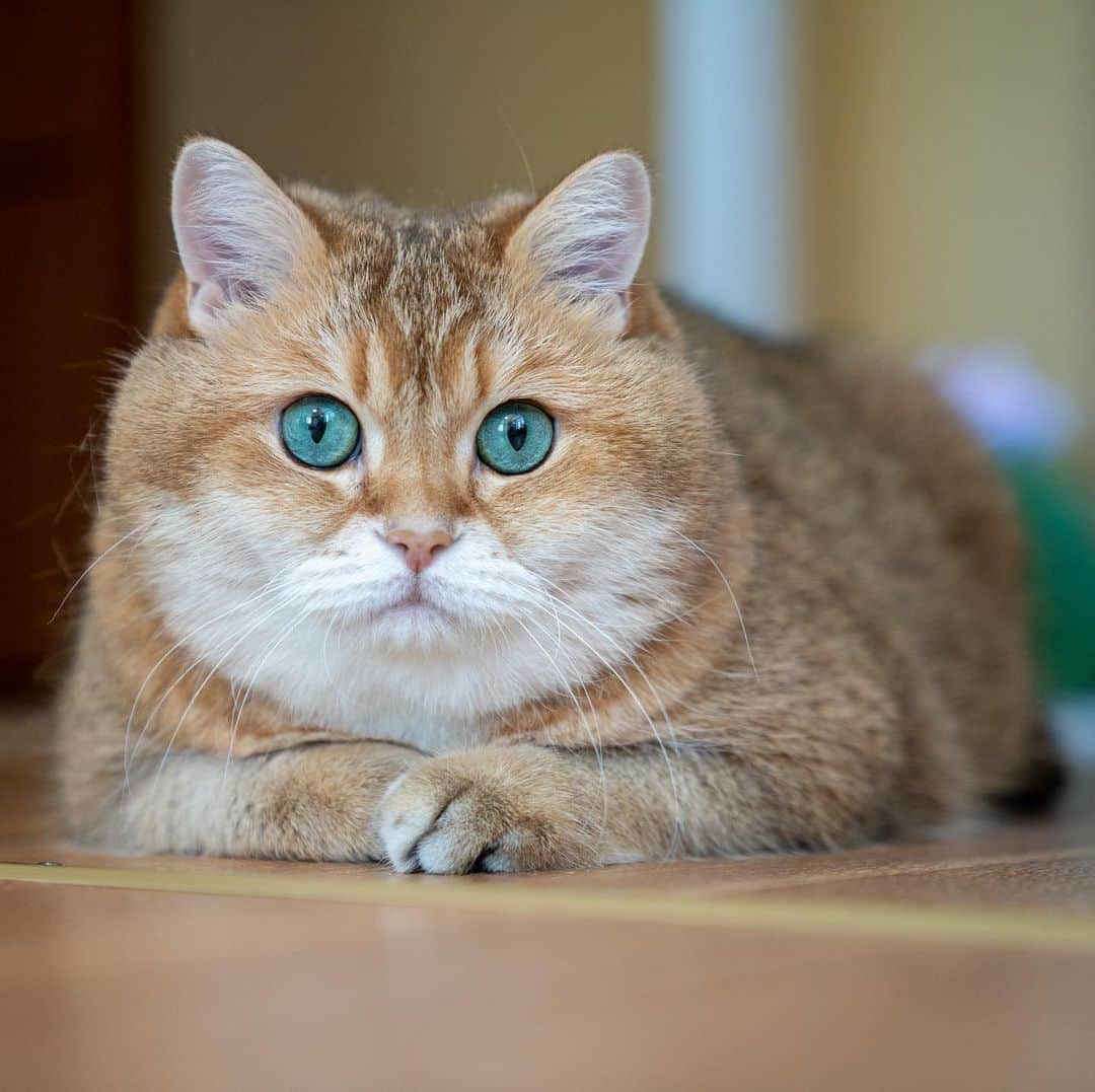 Hosicoさんのインスタグラム写真 - (HosicoInstagram)「I watch Animal Planet 🐘」2月19日 18時42分 - hosico_cat