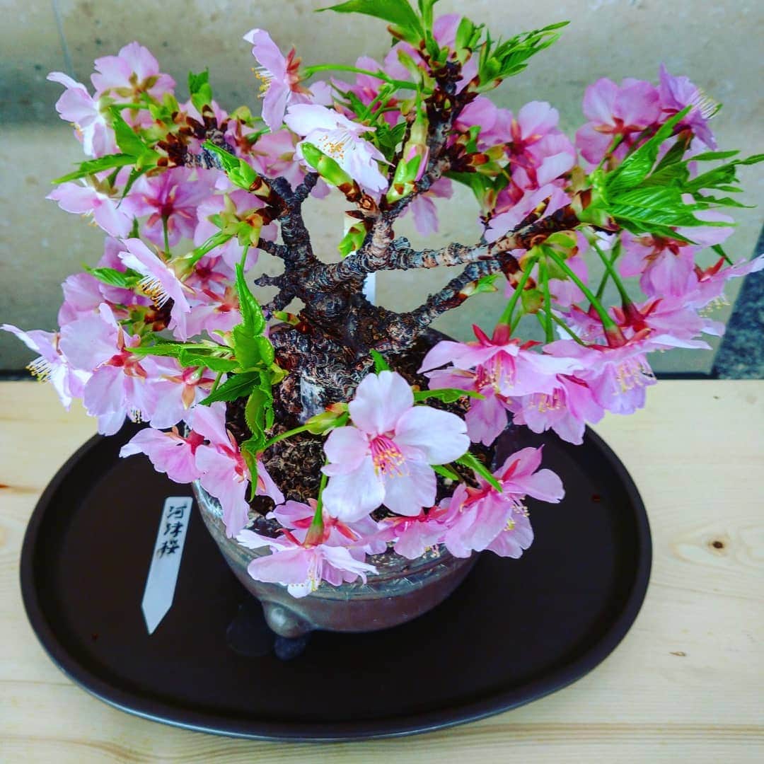 松尾雄一のインスタグラム：「今日川沿いに河津桜が咲いてた～！春はすぐそこ。その近くにこの盆栽もあったのでパシャリ(о´∀`о)ほっこり」