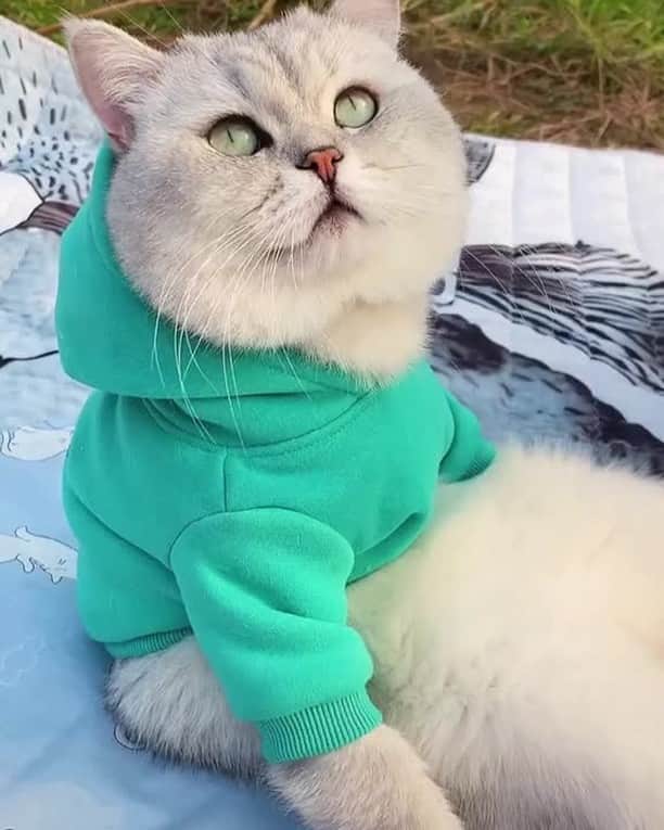 のインスタグラム：「Why need another half when you have a cat⠀ ⠀ #meowed #BSH #Britishshorthair #BFF #mylove #Fluffycat @couple」