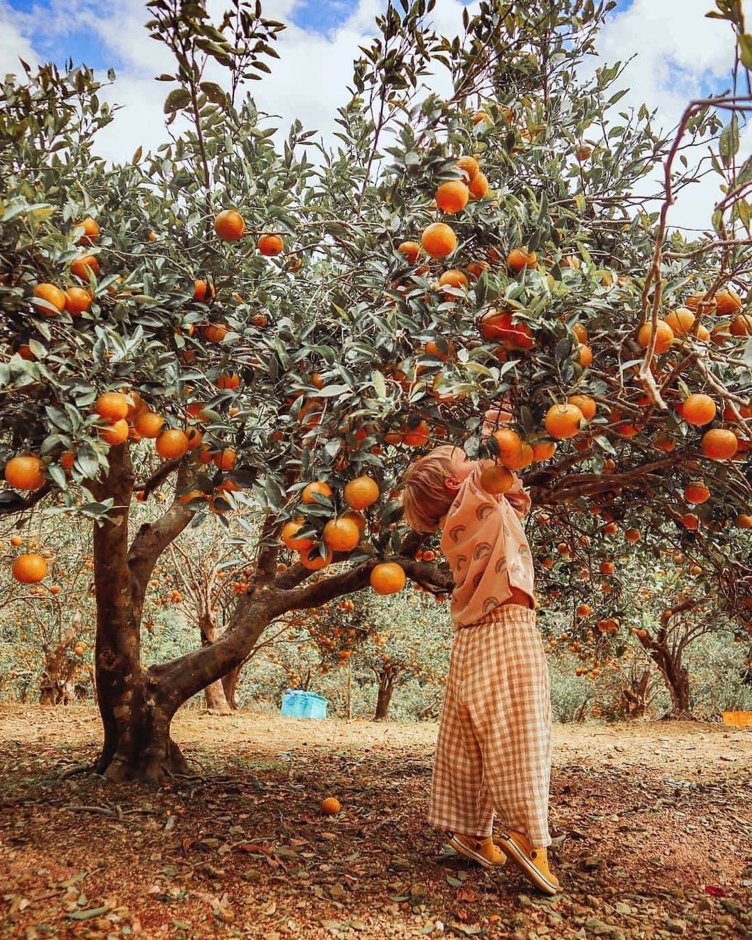Be.okinawaのインスタグラム：「It’s so fun picking tankan oranges! They look yummy!  📍: Motobu Town 📷: @growingupinokinawa Thank you very much for your wonderful photos!  The winter fruit "tankan" is harvested from January. They look rough, but when you peel the thick skin, it’s full of juice and it’s so sweet. We hope you give tankan picking a try next season. 🍊  Tag your own photos from your past memories in Okinawa with #visitokinawa / #beokinawa to give us permission to repost!  #本部町 #motobu #タンカン #tankan #tankanpicking #ミカン狩り #fruitpicking #収穫 #harvest #수확 #japan #travelgram #instatravel #okinawa #doyoutravel #japan_of_insta #passportready #japantrip #traveldestination #okinawajapan #okinawatrip #沖縄 #沖繩 #오키나와 #旅行 #여행 #打卡 #여행스타그램」