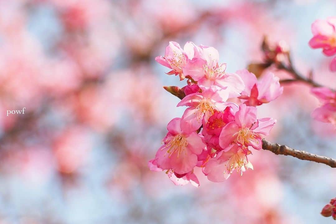 anemone_69さんのインスタグラム写真 - (anemone_69Instagram)「. #カワヅザクラ #河津桜 #sakura #サクラ #桜 #cherryblossom . . .」2月19日 19時04分 - powf