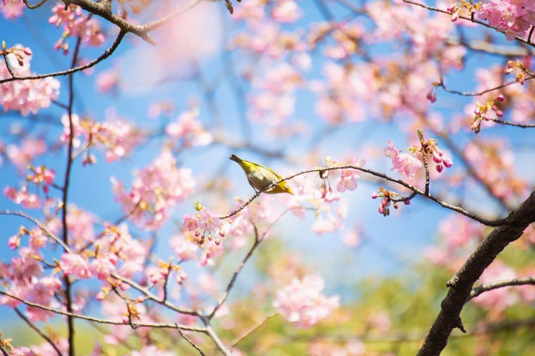 八芳園さんのインスタグラム写真 - (八芳園Instagram)「晴天の青に、 鮮やかな桜色が映える昼下がり。 . 八芳園の河津桜は まもなく満開を迎えようとしています。 .  花盛りとともに 蜜を食べに訪れる何羽ものメジロに 初春の賑やかさを感じます。 .  冬の静寂から、 春の芽吹きへと移ろう二月。 .  陽射しの暖かな日本庭園で、 心癒される時間をお過ごしください。」2月19日 19時12分 - happoen