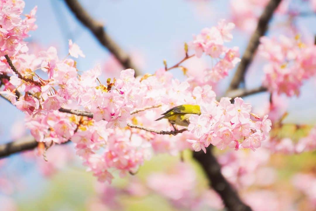 八芳園さんのインスタグラム写真 - (八芳園Instagram)「晴天の青に、 鮮やかな桜色が映える昼下がり。 . 八芳園の河津桜は まもなく満開を迎えようとしています。 .  花盛りとともに 蜜を食べに訪れる何羽ものメジロに 初春の賑やかさを感じます。 .  冬の静寂から、 春の芽吹きへと移ろう二月。 .  陽射しの暖かな日本庭園で、 心癒される時間をお過ごしください。」2月19日 19時12分 - happoen