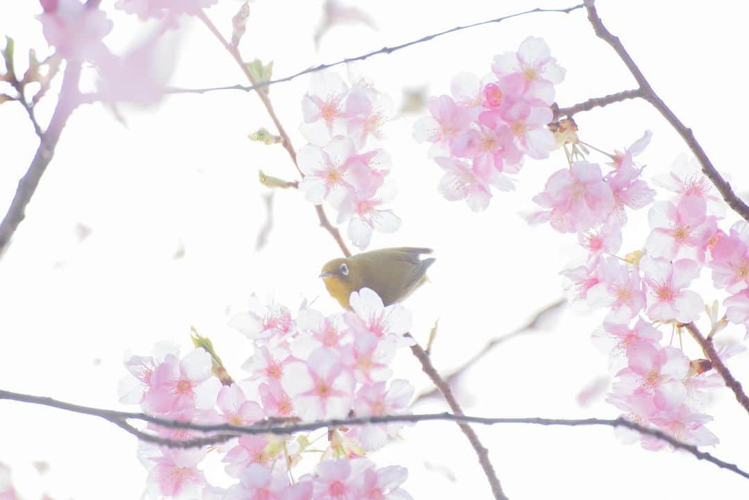 八芳園さんのインスタグラム写真 - (八芳園Instagram)「晴天の青に、 鮮やかな桜色が映える昼下がり。 . 八芳園の河津桜は まもなく満開を迎えようとしています。 .  花盛りとともに 蜜を食べに訪れる何羽ものメジロに 初春の賑やかさを感じます。 .  冬の静寂から、 春の芽吹きへと移ろう二月。 .  陽射しの暖かな日本庭園で、 心癒される時間をお過ごしください。」2月19日 19時12分 - happoen