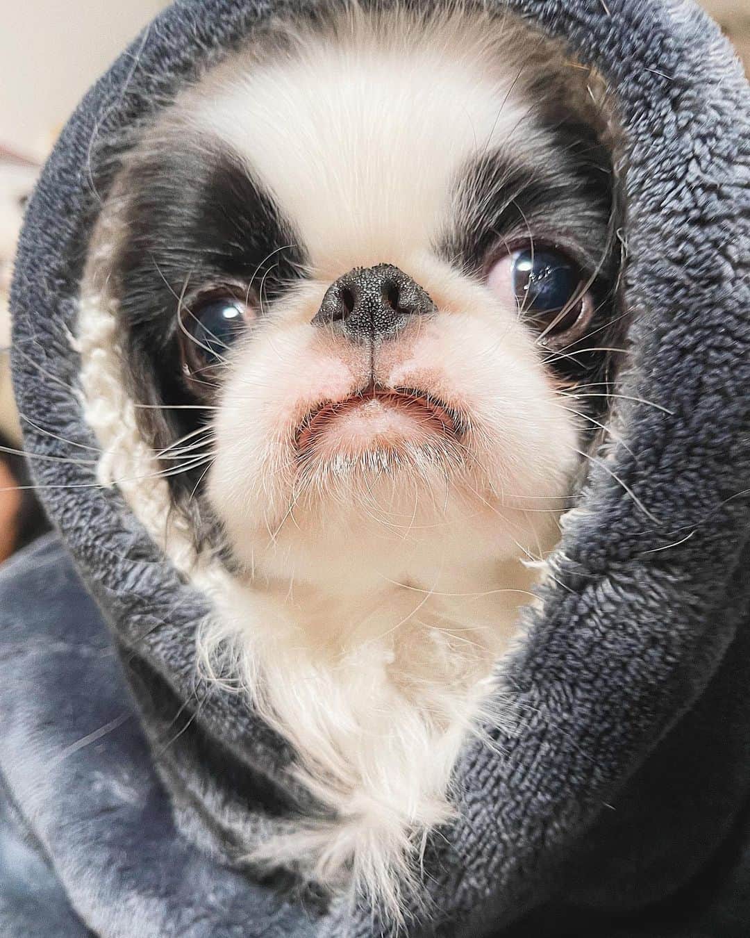 juntowaのインスタグラム：「可愛すぎるいそのの包み。#包まれた犬#可愛すぎる」