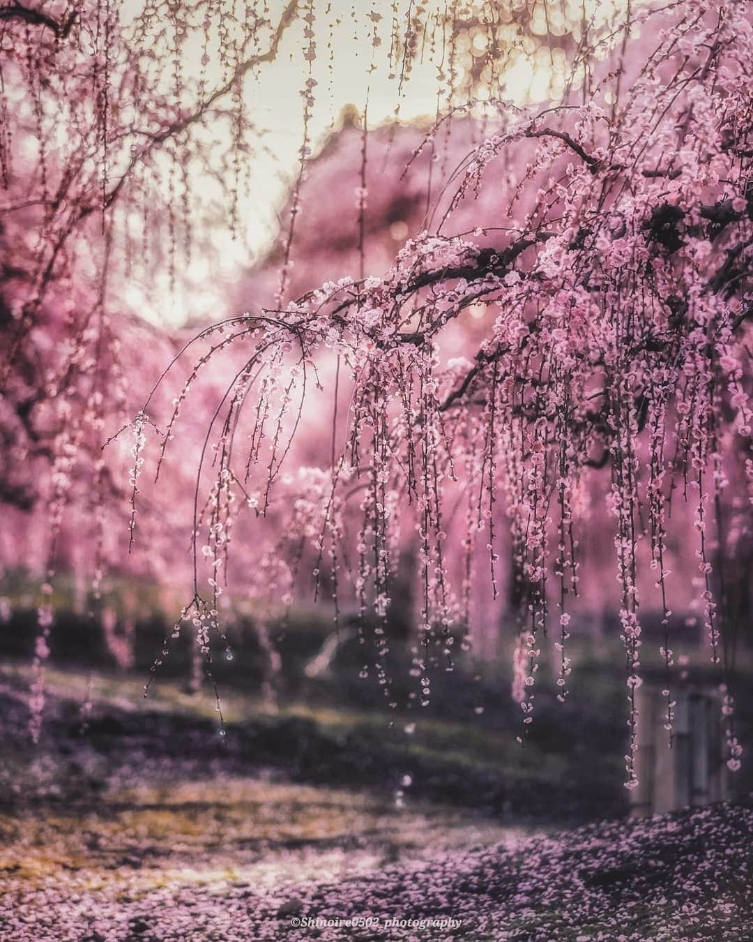 花の写真館のインスタグラム：「Photo by @shoko.shin0502.⠀ https://instagram.com/shoko.shin0502/⠀ .⠀ Original Post[投稿いただいたURL]⠀ https://www.instagram.com/p/B9ZJnWYJUt6/⠀ .⠀ 本アカウントは、 #私の花の写真 をつけてInstagramに投稿された皆さまの花の写真や、「花の写真館」Facebookページで投稿された花の写真を紹介します。⠀ 「花の写真館」Facebookページは、「 @floral.photograph 」のプロフィールにあるURLからご覧ください。⠀ .⠀ ※各自、政府、自治体など公的機関の指示に従った行動をお願いします。⠀⠀ 東京カメラ部および分室では、写真を「見る楽しみ」を提供することを通して、微力ながら皆様にわずかな時間でも癒しをお届けしたいと思っております。⠀ ※本アカウントは東京カメラ部がFacebook、Instagramのサービスを利用して運営しているもので、Facebook社・Instagramとは一切関係ありません。⠀ .⠀ #花の写真館 #floralphotograph #floralphoto #flower #flowers⠀ Follow: @floral.photograph」