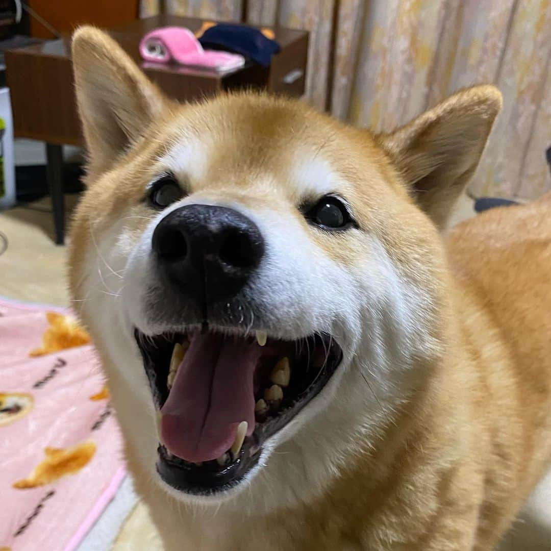 まる（まるたろう）さんのインスタグラム写真 - (まる（まるたろう）Instagram)「Thank you for your hard work this week.✨🐶✨今週もよく頑張ったね〜 #ゆっくりお風呂でも入って #疲れとってね #お風呂入ったらデザート食べようね」2月19日 19時40分 - marutaro