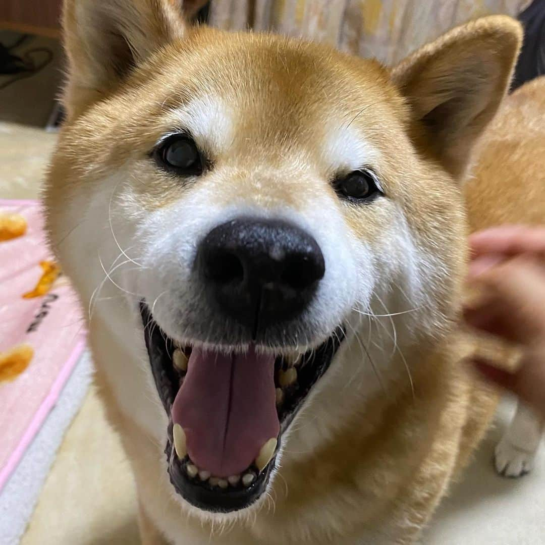 まる（まるたろう）さんのインスタグラム写真 - (まる（まるたろう）Instagram)「Thank you for your hard work this week.✨🐶✨今週もよく頑張ったね〜 #ゆっくりお風呂でも入って #疲れとってね #お風呂入ったらデザート食べようね」2月19日 19時40分 - marutaro