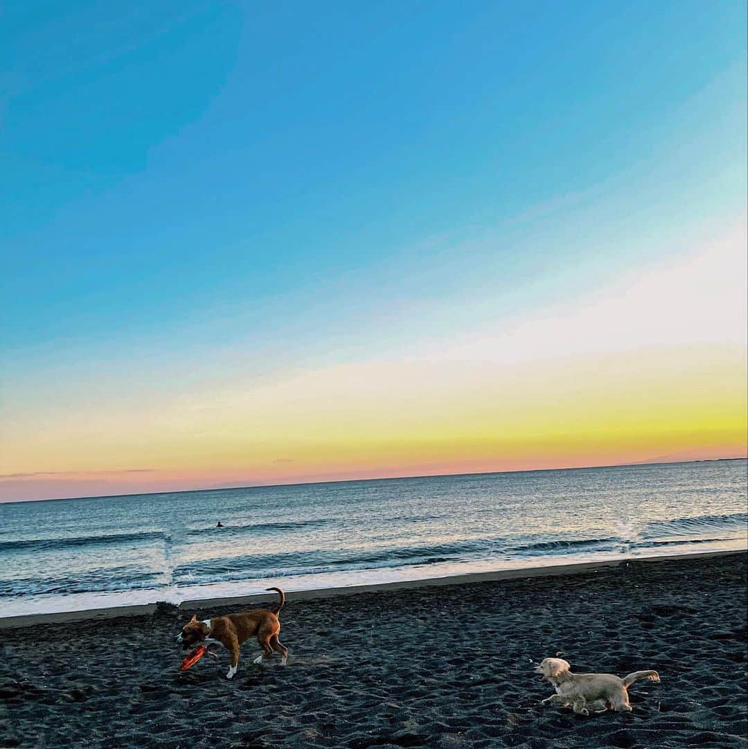 佐々木彩乃のインスタグラム：「休日湘南🌊🐶 普段犬にビビりまくりなのに自分より遥かにでかいピットブルのブロには必死で追いかけてた😂」