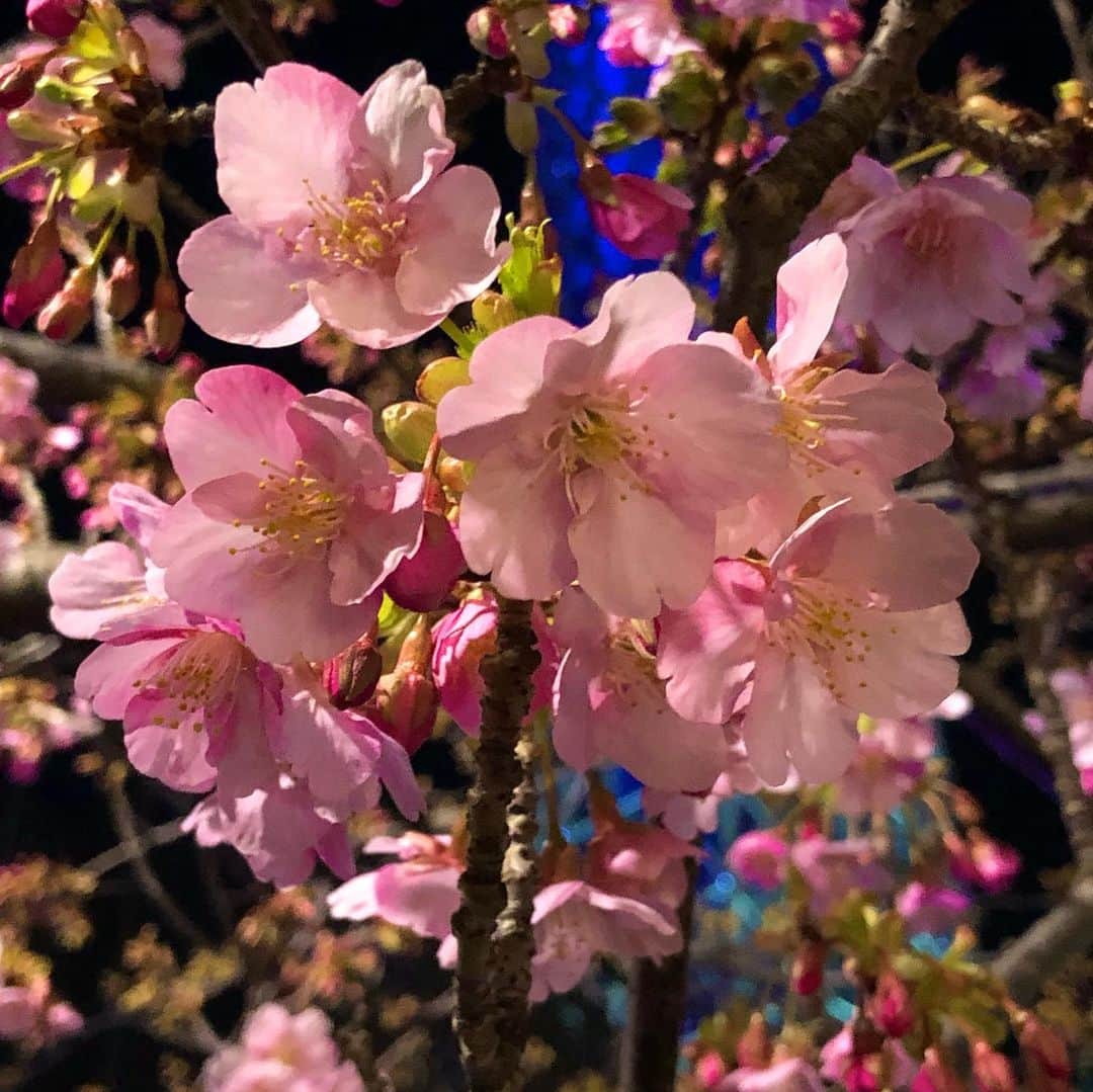 モーリーズのインスタグラム：「まだまだこれから！ #河津桜🌸がきれいに咲きだした！」