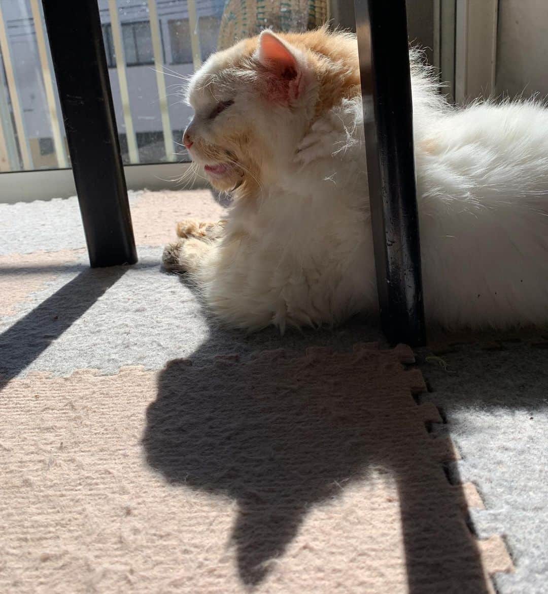 Kachimo Yoshimatsuのインスタグラム：「おかきも頭が平ら。 Flat Head #うちの猫ら #猫 #okaki #ねこ #cat #ネコ #catstagram #ネコ部 http://kachimo.exblog.jp」