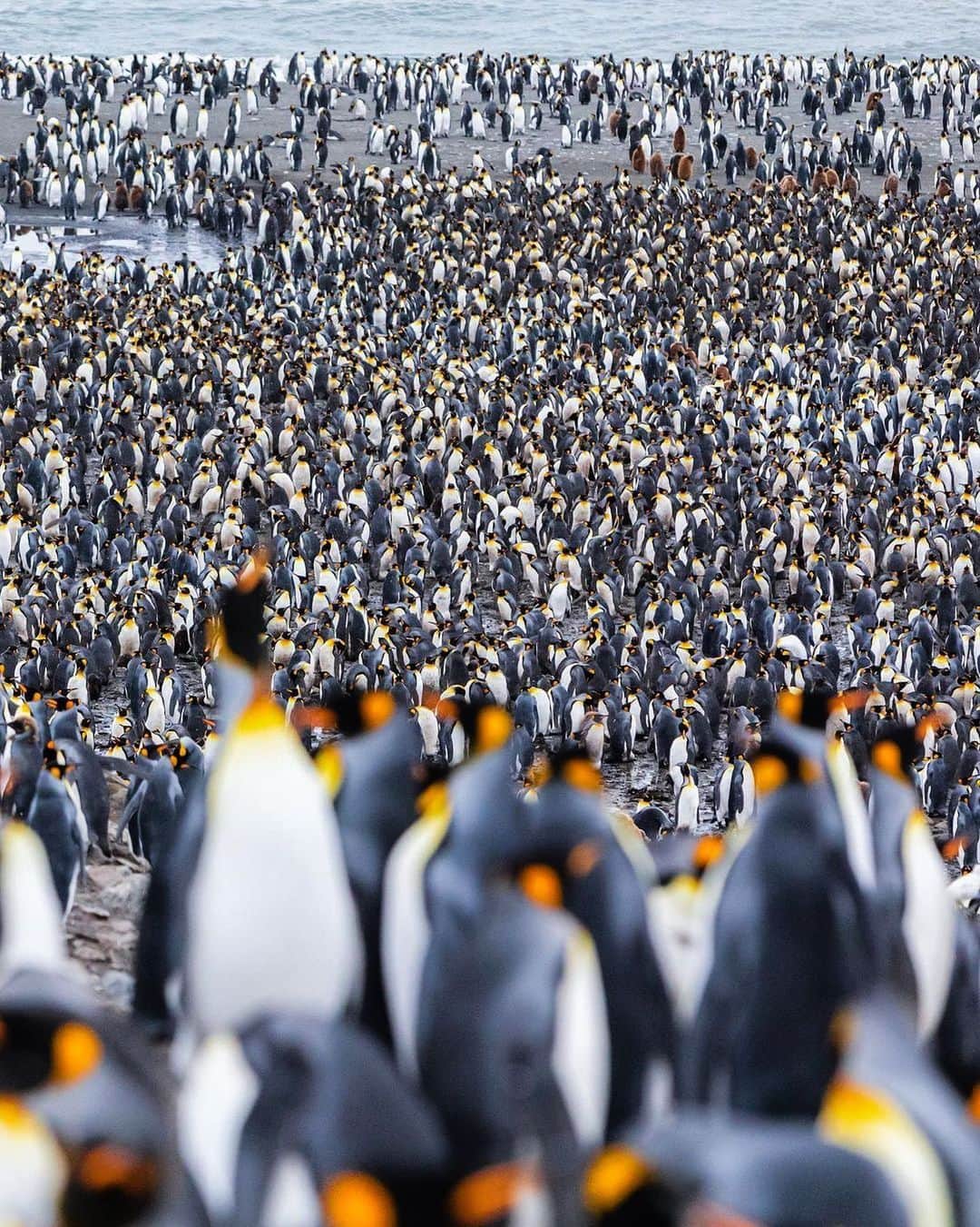 Canon Photographyのインスタグラム：「Okay, count the penguins! 🐧  Photography | @malin.hanning  Curated by @ianharper」