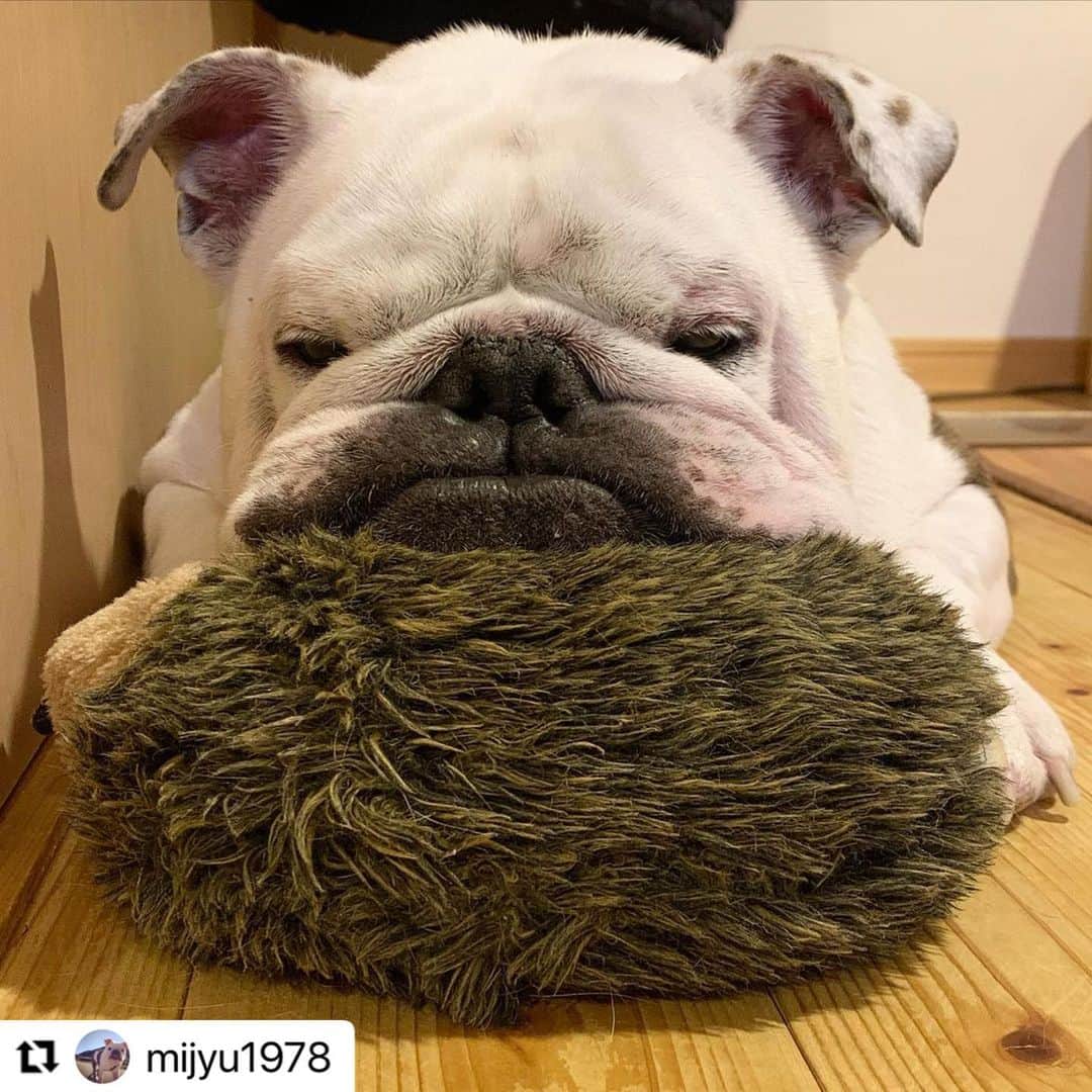 【公式】いぬのきもち・ねこのきもちのインスタグラム：「#Repost @mijyu1978 さんの半蔵さん。  お願い事したら 叶えてくれそうだなぁ🙏  ハッシュタグ #いぬのきもち #ねこのきもち に投稿いただいた可愛い写真をご紹介しています！ 「いぬのきもちWEB　MAGAZINE」、「ねこのきもちWEB MAGAZINE」でもご紹介させていただくことも！  -------------------  .  #いぬ #いぬすたぐらむ #いぬのいる暮らし #いぬのきもち #いぬ好き #犬 #犬好きさんと繋がりたい #犬のいる生活 #犬と暮らす #犬好き #dog #dogsofinstagram #dogstagram  #bulldog」