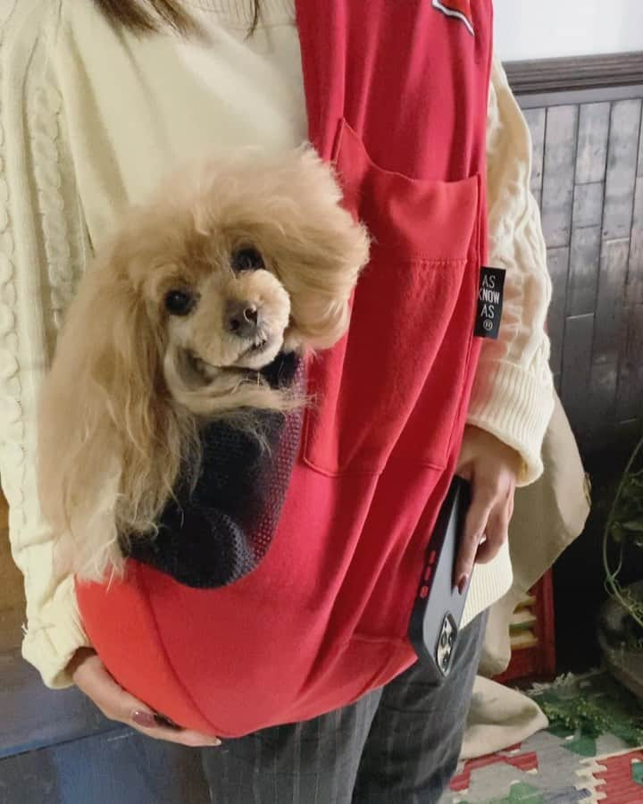 Toypoodle Mikuru?Asakusa Tokyoのインスタグラム