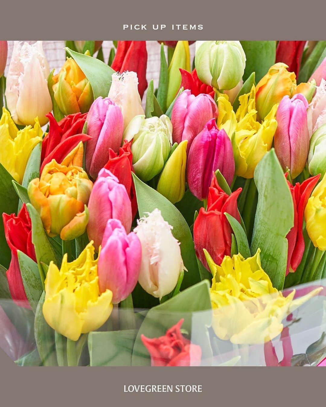 LOVEGREEN -植物と暮らしを豊かに。さんのインスタグラム写真 - (LOVEGREEN -植物と暮らしを豊かに。Instagram)「「思いやり」をプレゼントに 本数が選べるチューリップの花束が販売開始です。  -------------------------------  春がだんだんと近づいてきましたね。 卒業式や入学式など大切な行事が増える時期です。  「おめでとう」 「ありがとう」 気持ちを込めてチューリップの花束を送ってみませんか？  春の花といえば真っ先に思い浮かべる方も多いチューリップ。 様々な色や咲き方、可愛らしいフォルムで人気のお花です。 気持ちを明るくしてくれる華やかさと、 「思いやり」の花言葉を持つチューリップは贈り物にぴったり。  シーンに合わせて本数が選べる３種類の花束を用意しました。  本数は15本、25本、50本。  15本はカジュアルなプレゼントに。 誕生日や、普段お世話になっている方へのちょっとした贈り物にちょうどいい本数です。  25本は節目のお祝いに。 卒業式や入学式などの大切な行事は、本数多めで明るい雰囲気の花束がぴったり。 しっかりとしたボリューム感がお祝いごとに最適です。  50本はここぞという時に。 圧巻のボリュームで、めいいっぱい気持ちを伝えられる花束です。大切な記念日の贈り物にいかがでしょうか。 シェアすることもできるので、グループでのお祝いにもおすすめ。  生産地から直送なので鮮度も安心です。 3月末までご注文いただけます。  想いを込めたチューリップの花束、送ってみませんか？  プロフィールのリンクからも、お値段やサイズなど詳しい情報がご覧いただけます。 → @lovegreen_official  #チューリップ #春の花 #花束 #花束ギフト #ギフト #贈り物 #プレゼント #誕生日プレゼント #卒業式 #入学式 #記念日 #tulip #bouquet #present #anniversary #gift #花言葉 #思いやり」2月19日 21時00分 - lovegreen_official