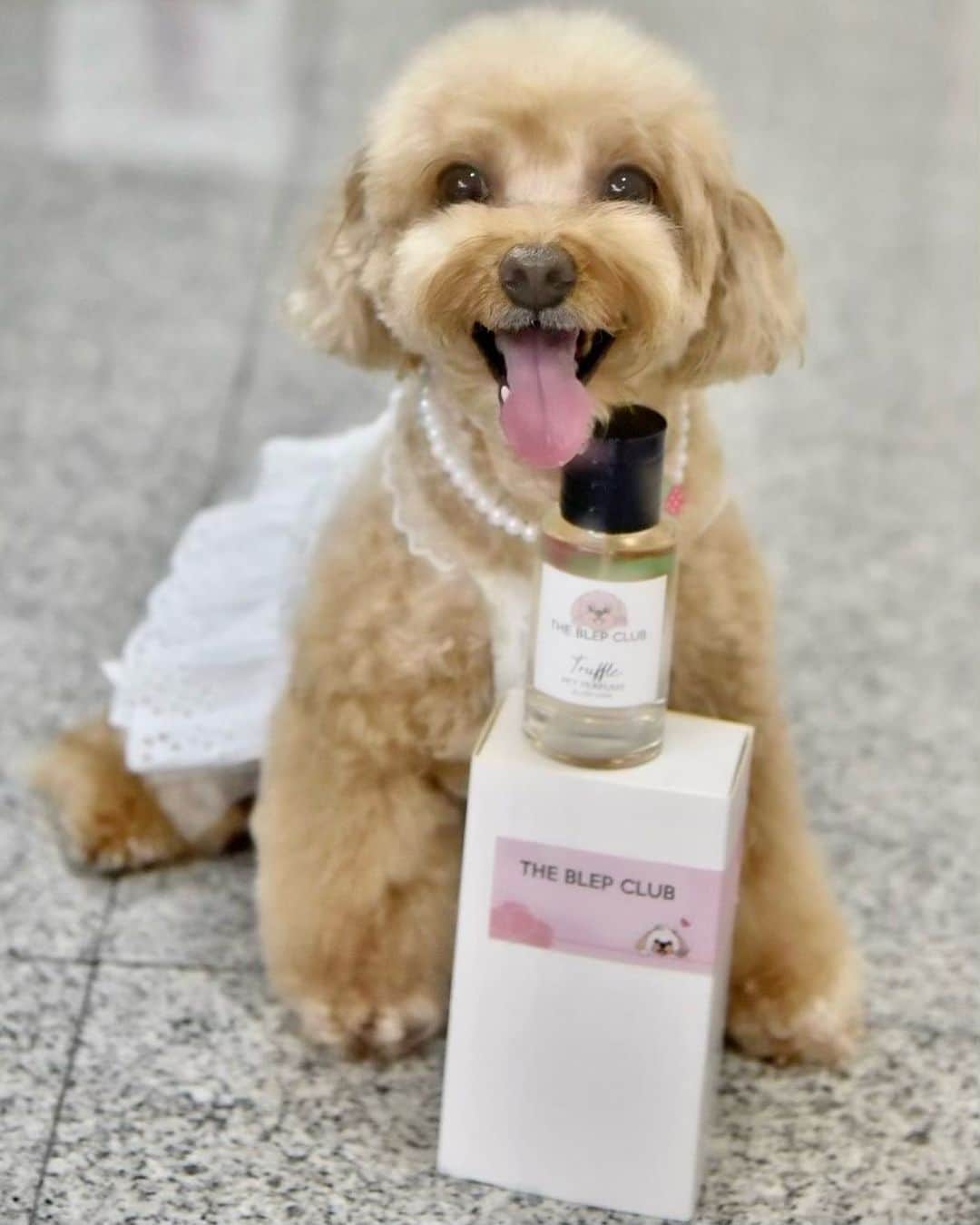Truffle??松露?トリュフのインスタグラム：「📆(19Feb21) Happy smiley Friday!❤️ I feel good when I smell good😘 @theblepclub #blush love #petpetfume」