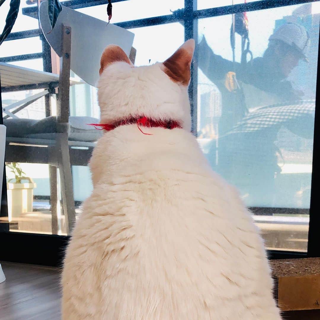 池田有希子のインスタグラム：「今日はお兄さんが空から降りてきてくれて楽しかったね。  #catstagram #windowwasher #mycatseemstolikeit」