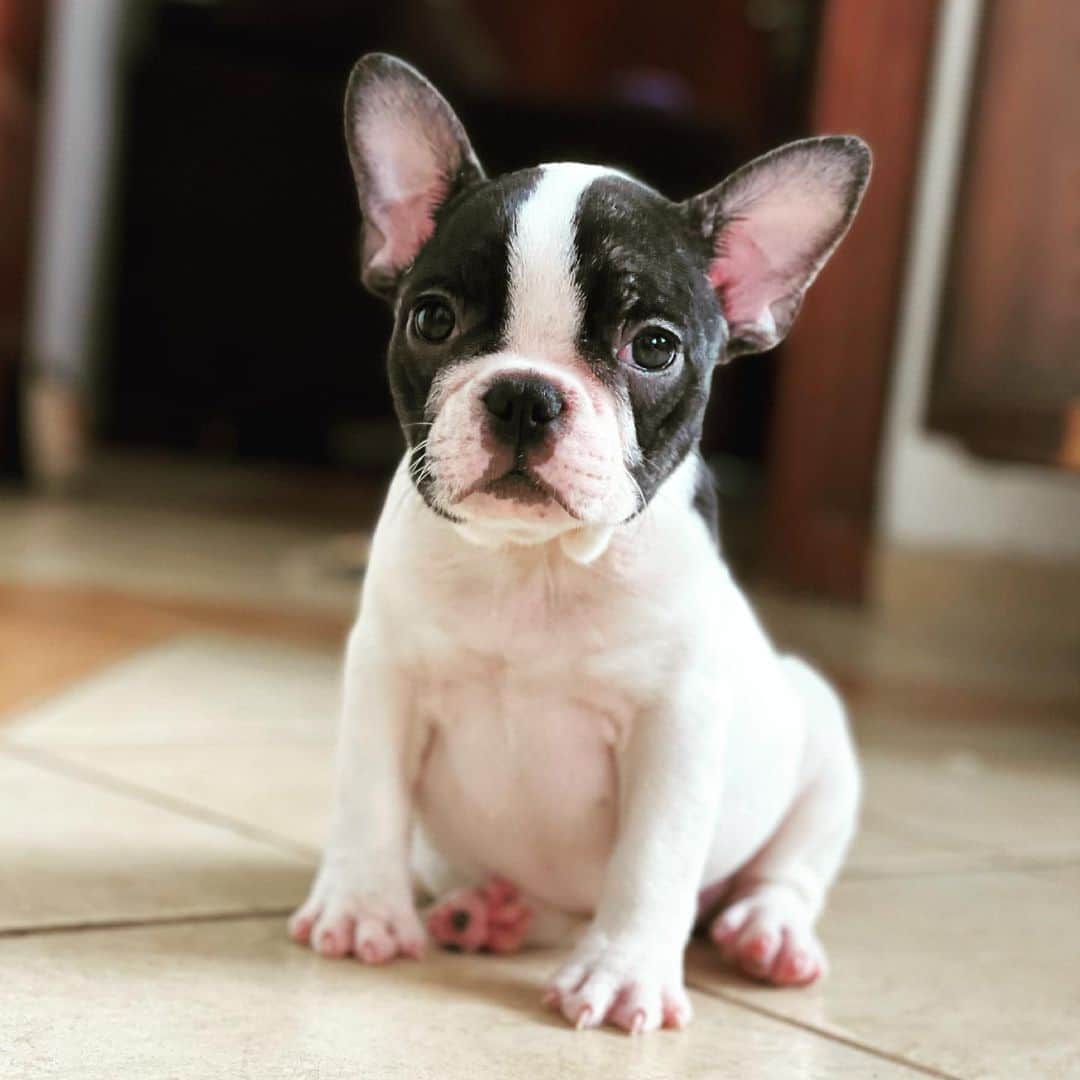 Regeneratti&Oliveira Kennelさんのインスタグラム写真 - (Regeneratti&Oliveira KennelInstagram)「Good morning sweetie ❤️, Juliet is available and looking for a forever home. For more info on her please DM. #frenchie #frenchbulldog #bulldog #tgif」2月19日 21時22分 - jmarcoz