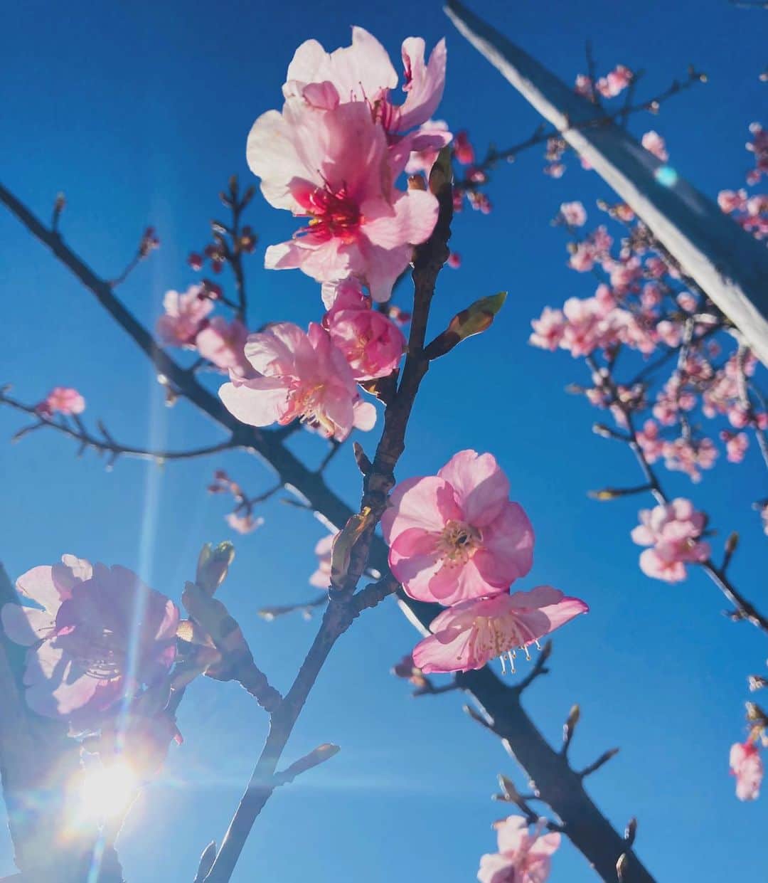小林沙弥香のインスタグラム：「見つけると ついつい撮りたくなる季節ですね🌸﻿ ﻿強風のせいで あまり元気のない花びらだったけど... それも、また、趣がある。🤤  ﻿ #カワヅザクラ#今週もお疲れ様でした﻿ #ソメイヨシノ#開花は#3月18ごろだって﻿ #皆んなでお花見したいね🌸」