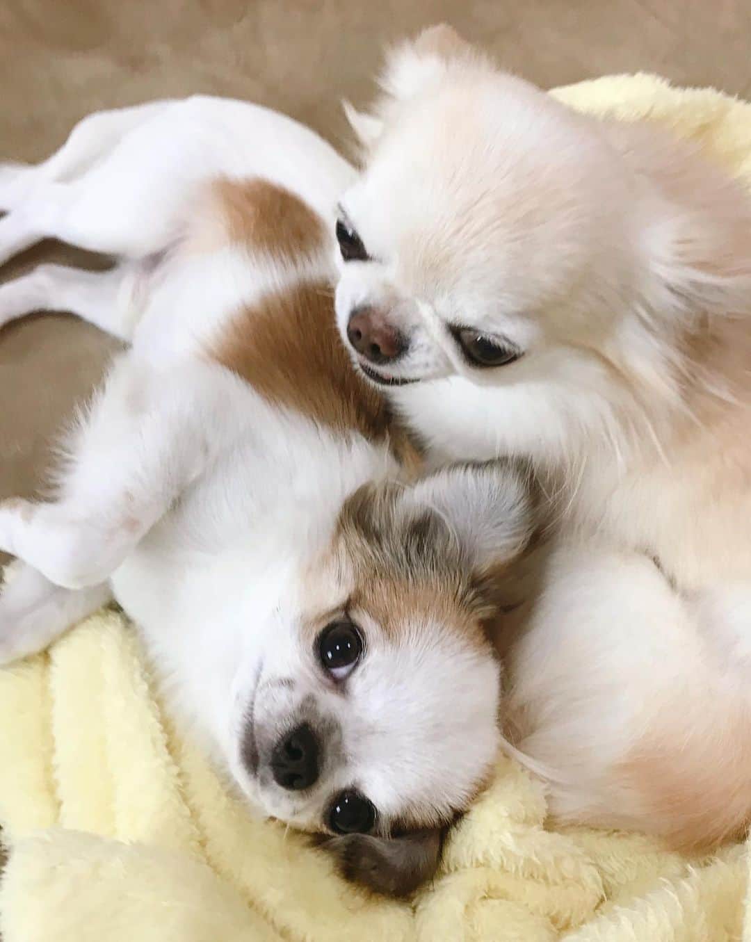 ∞maki∞??????さんのインスタグラム写真 - (∞maki∞??????Instagram)「2021.2.19 オミ♡ツム♡ ・ ・ ・ ・ ・ オミオコテイルヨ😬💢😂💓💓💓✨ ・ ・ ・ ・ ・ #オミなでなで独占してたのに #ストーカーのツムにオコ😂💓 #ツムにはアイラインがあるよ😏 #女の子みたい🤫笑 #叔父と甥っ子 #dog#Chihuahua#Chihuahualove#Chihuahualife#instaChihuahua#IGersJP#all_dog_japan#happy#cute#love#犬#愛犬#イヌスタグラム#ちわすたぐらむ#チワワ#ロングコートチワワ#多頭飼い#可愛い#癒し#幸せ#ﾂﾑｵﾐ#Goodnight#おやすみ」2月19日 21時32分 - maki_dfpso