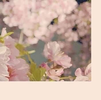 島袋美由利のインスタグラム：「.﻿ .﻿ 帰り道に桜っぽい花が咲いているのを見つけました！桜かなあ。どうかなあ。﻿桃かなあ。﻿ ……この写真だけ見せられても分かるかい！って感じですよね。笑 このグリッド投稿が完成する頃には世間ももっと春めいているといいなあ。 地域によるとは思うけど、最近また寒くなってきた気がするのでお身体気をつけてね。」