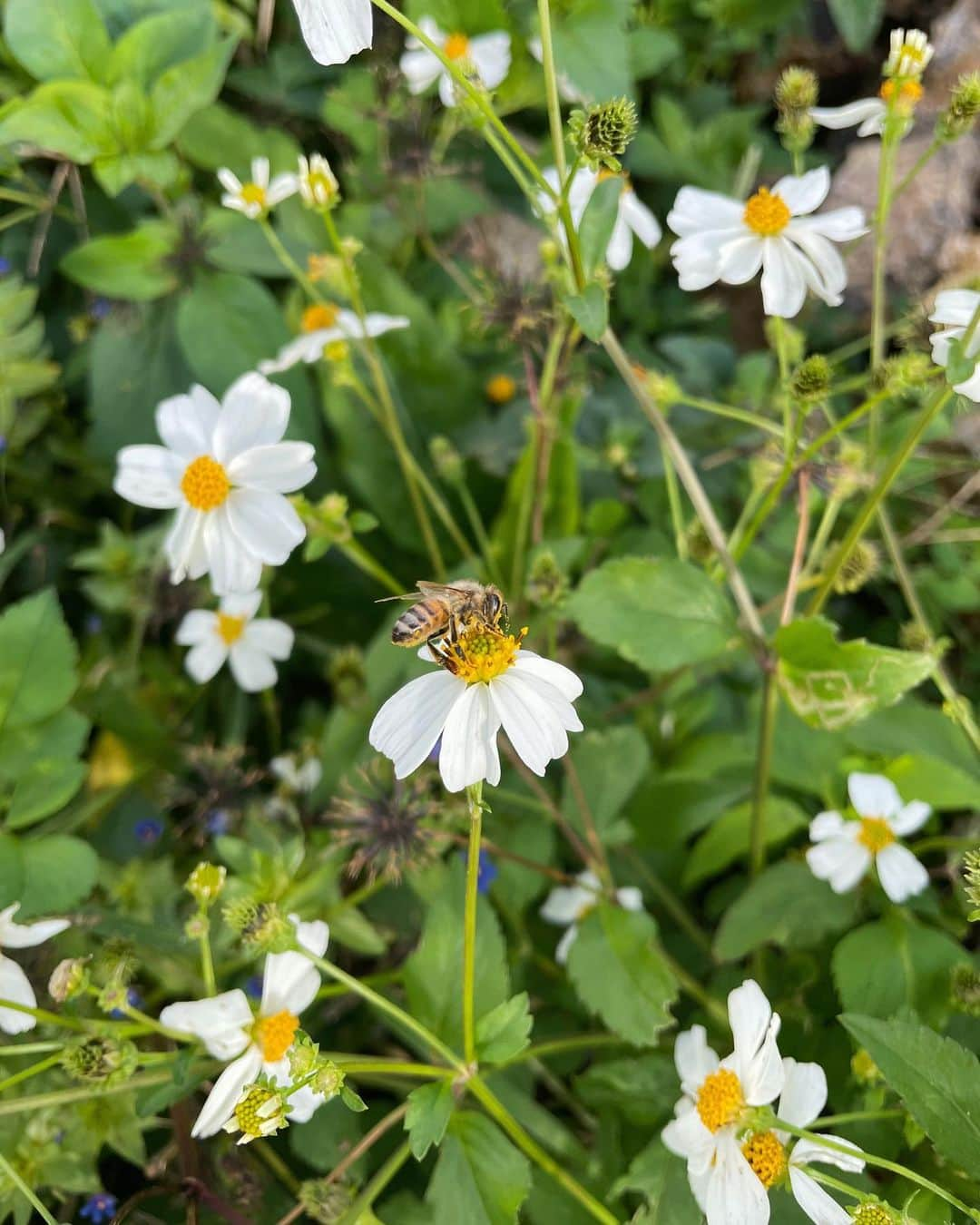 森星さんのインスタグラム写真 - (森星Instagram)「mother nature🐝」2月19日 21時44分 - hikari