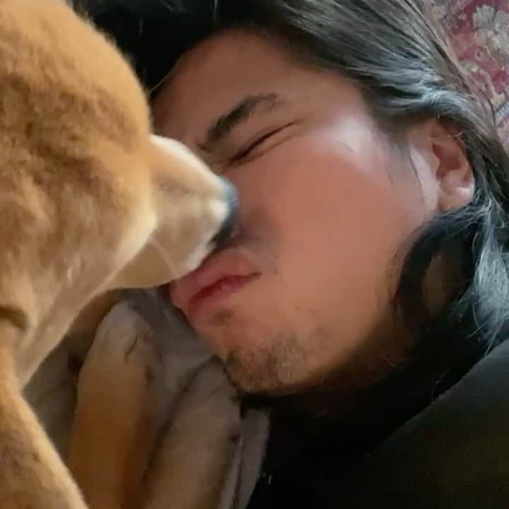 稲木ジョージのインスタグラム：「If this is not love I don’t know what it is😭🥺🥵🐕 @akki_theshiba」