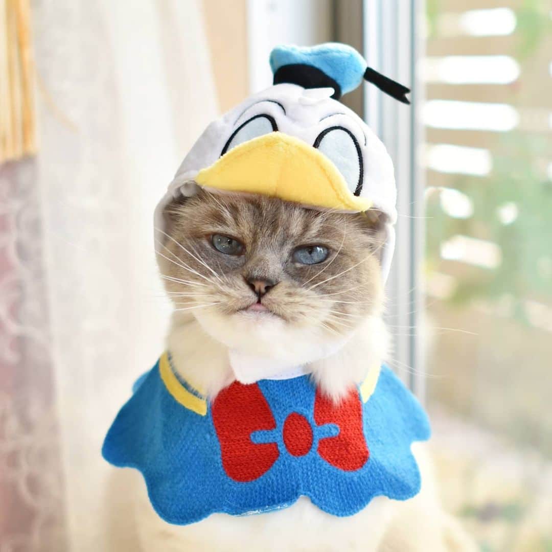 のインスタグラム：「2021.2.19 #0219ちるちる 可愛さ増し増しシナルド😚 帽子は #3coins スタイは例の海外サイトをポチッとな😂  ふーちゃんお誕生日おめでとう🎂 #ふーちゃんhappybirthday2021」
