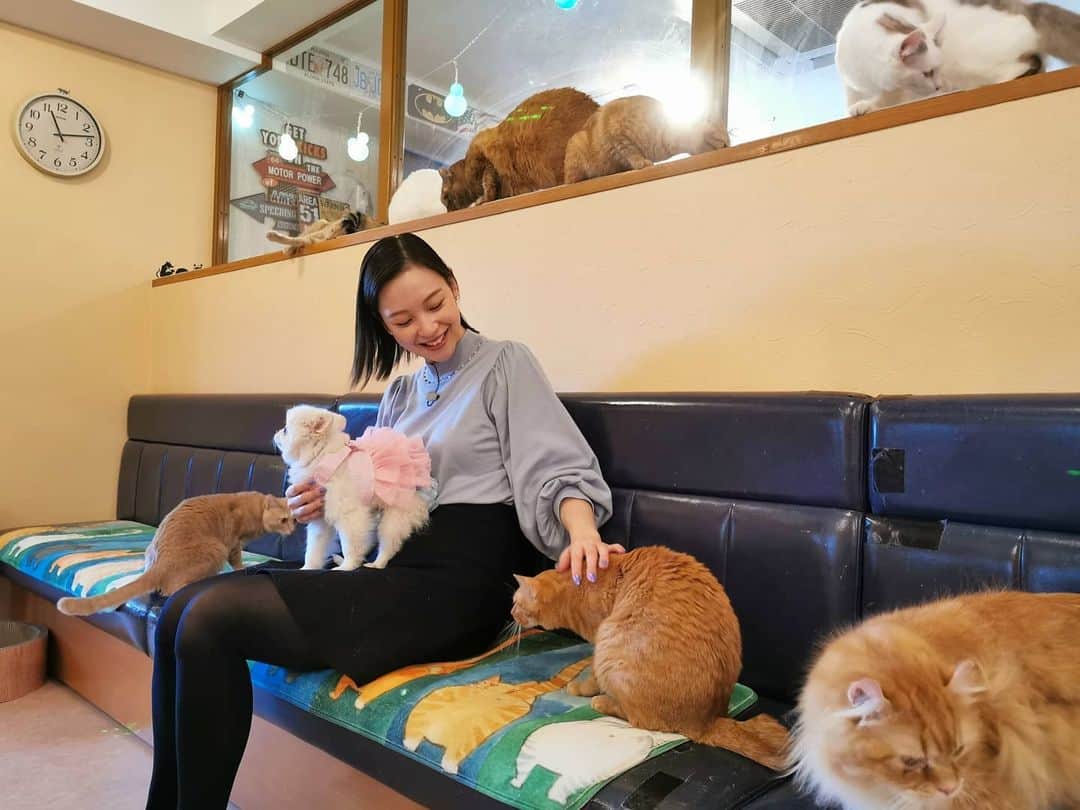 岡田ゆり子さんのインスタグラム写真 - (岡田ゆり子Instagram)「▽△▽△▽△  . .  猫カフェ「十にゃん十色」に ロケ行ってきました😺😺😺  .  たくさんの可愛い猫にかこまれて 幸せすぎました…💕 私のヒザに乗っているのは… 猫カフェなのに 一匹だけいるポメラニアンちゃん！(笑) この子も可愛かったなぁ🥰🥰🥰  .  来週の金曜日のシャキット！で 放送予定です✨  .  #習志野　#八千代台駅　#十にゃん十色　#猫カフェ　#猫好き　#犬飼ってるけど猫だいすき　#犬もだいすき」2月19日 22時05分 - yyy__0520