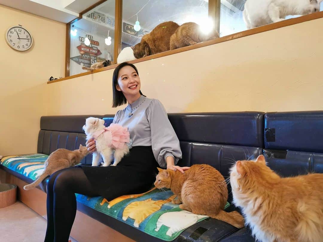 岡田ゆり子さんのインスタグラム写真 - (岡田ゆり子Instagram)「▽△▽△▽△  . .  猫カフェ「十にゃん十色」に ロケ行ってきました😺😺😺  .  たくさんの可愛い猫にかこまれて 幸せすぎました…💕 私のヒザに乗っているのは… 猫カフェなのに 一匹だけいるポメラニアンちゃん！(笑) この子も可愛かったなぁ🥰🥰🥰  .  来週の金曜日のシャキット！で 放送予定です✨  .  #習志野　#八千代台駅　#十にゃん十色　#猫カフェ　#猫好き　#犬飼ってるけど猫だいすき　#犬もだいすき」2月19日 22時05分 - yyy__0520