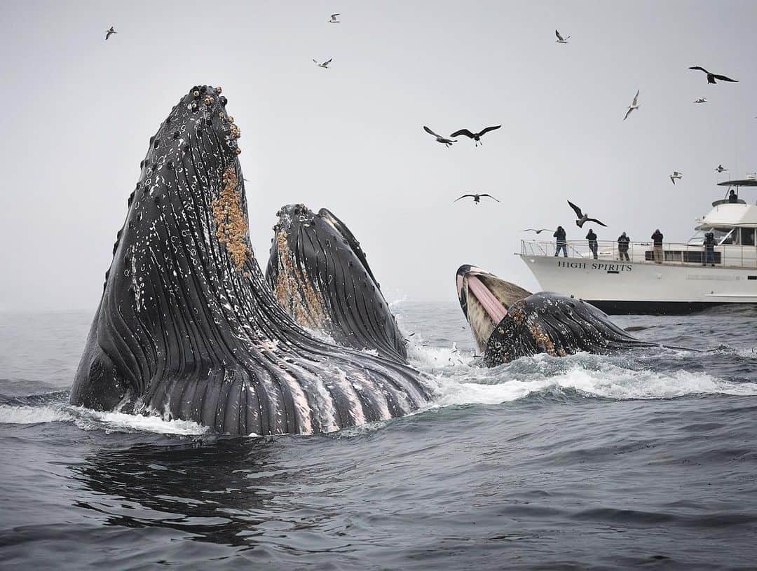 Chase Dekker Wild-Life Imagesのインスタグラム：「The humpbacks are coming! It’s always about this time of year where we start to see the first humpbacks arrive back in California to feed. I’m excited to run some more trips, photo workshops, and whale watching giveaways this year! Will you be here and ready for the big show?」