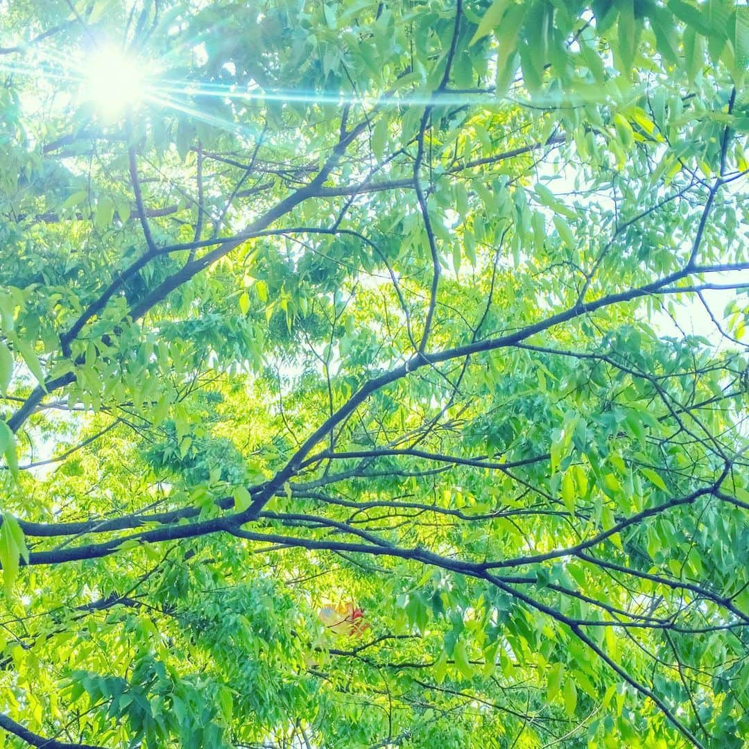 のインスタグラム：「Spring come in. Good season in JAPAN.」