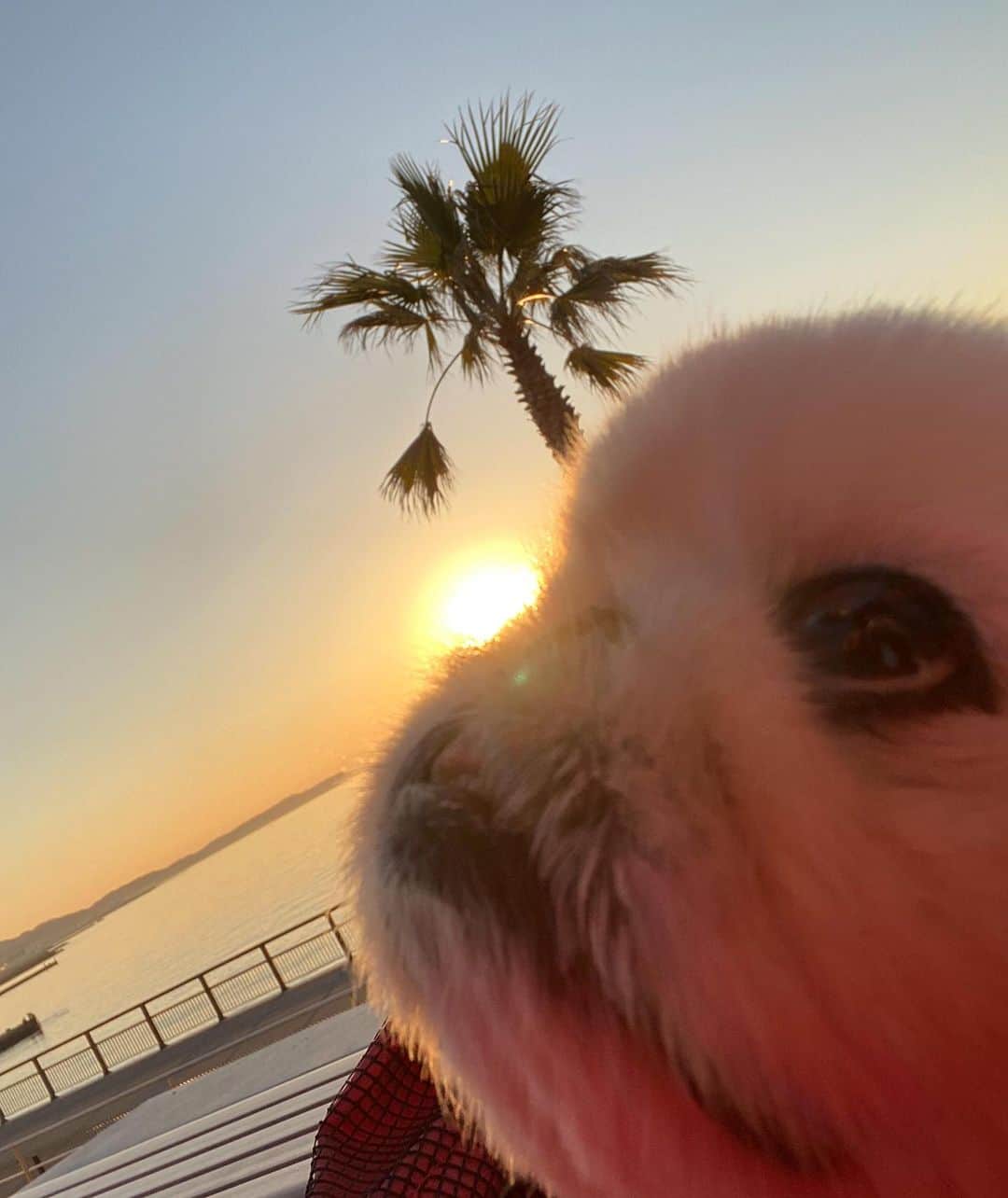 こなつのインスタグラム：「Sunsetにーず🐶🧡💛🧡💛」