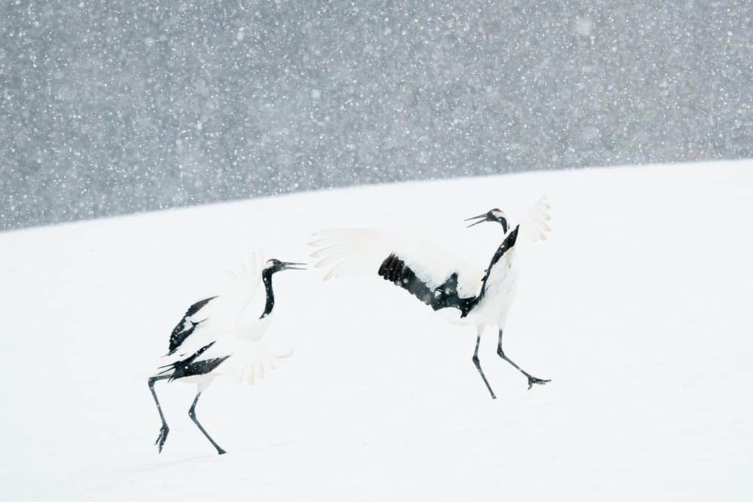 Michael Yamashitaさんのインスタグラム写真 - (Michael YamashitaInstagram)「Last February on this day 2020, I was photographing these Japanese red crowned cranes performing a happy dance in Hokkaido, Japan. Tancho tsuru in Japanese, are a National Treasure and have been a beloved symbol of longevity and love, luck, happiness and fidelity. Couples will mate for life. Courtship displays and shrill crying are thought to strengthen their bond and show excitement. They also seem to dance for the sheer fun of it. Little did I know that this would be my last trip and last shoot outside the USA as Hokkaido closed its borders and covid quarantine began. #tanchotsuru #crane #japanesecrane #redcrestedcrane #hokkaidowinter #hokkaidolove」2月19日 22時40分 - yamashitaphoto