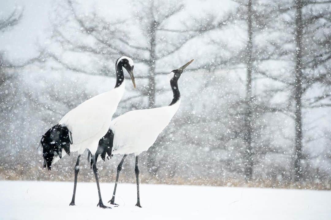 Michael Yamashitaさんのインスタグラム写真 - (Michael YamashitaInstagram)「Last February on this day 2020, I was photographing these Japanese red crowned cranes performing a happy dance in Hokkaido, Japan. Tancho tsuru in Japanese, are a National Treasure and have been a beloved symbol of longevity and love, luck, happiness and fidelity. Couples will mate for life. Courtship displays and shrill crying are thought to strengthen their bond and show excitement. They also seem to dance for the sheer fun of it. Little did I know that this would be my last trip and last shoot outside the USA as Hokkaido closed its borders and covid quarantine began. #tanchotsuru #crane #japanesecrane #redcrestedcrane #hokkaidowinter #hokkaidolove」2月19日 22時40分 - yamashitaphoto