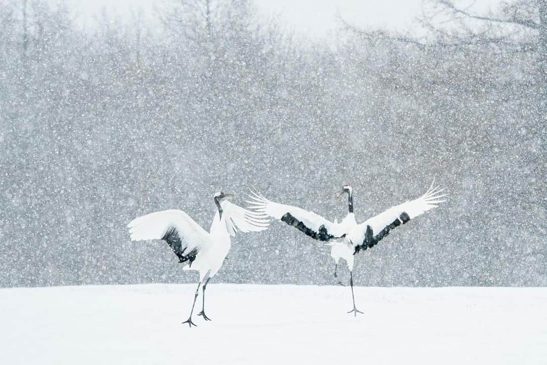 Michael Yamashitaさんのインスタグラム写真 - (Michael YamashitaInstagram)「Last February on this day 2020, I was photographing these Japanese red crowned cranes performing a happy dance in Hokkaido, Japan. Tancho tsuru in Japanese, are a National Treasure and have been a beloved symbol of longevity and love, luck, happiness and fidelity. Couples will mate for life. Courtship displays and shrill crying are thought to strengthen their bond and show excitement. They also seem to dance for the sheer fun of it. Little did I know that this would be my last trip and last shoot outside the USA as Hokkaido closed its borders and covid quarantine began. #tanchotsuru #crane #japanesecrane #redcrestedcrane #hokkaidowinter #hokkaidolove」2月19日 22時40分 - yamashitaphoto