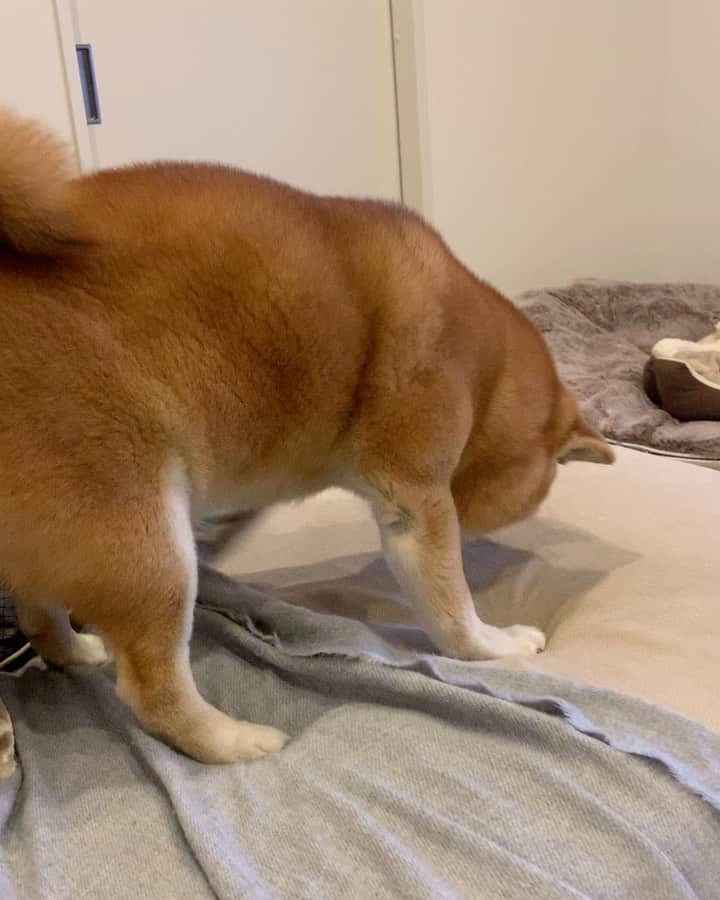 shibainu berryのインスタグラム