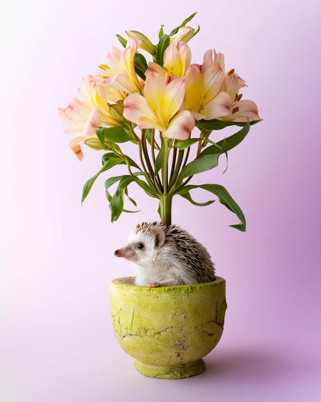 のインスタグラム：「Blossom🌷 *Photoshopped」