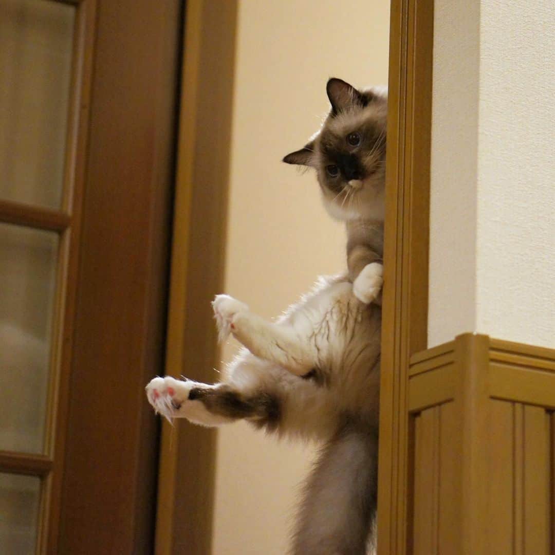 takegaeruのインスタグラム：「おやすみにゃさい♬  #goodnight  #cat #猫 #ragdoll #ラグドール #ホワイトポッチーズ」