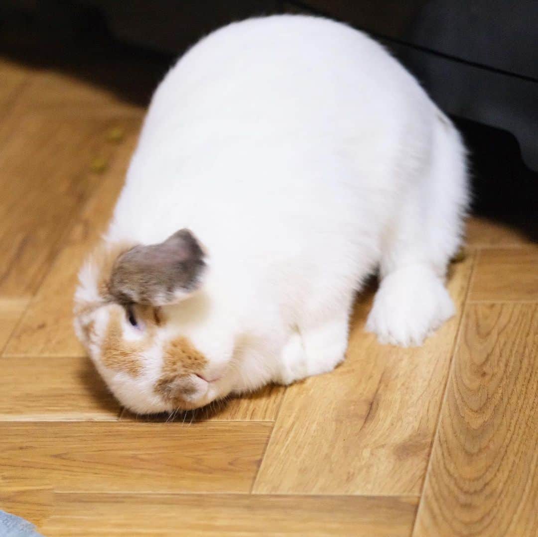 usagraphのインスタグラム：「すっ… こてっ… 今日も疲れたにょ🐶💤 ＊ ＊ ＊ #うさぎ　#rabbit #bunny #アニマル写真部　＃instabunnies #igersjp  #tokyocameraclub #東京カメラ部  #bunnystagram  #うさぎ部 #ホーランドロップ #hollandlop  #ファインダー越しの私の世界  #myfujilove  #今日もx日和　#cutepets」