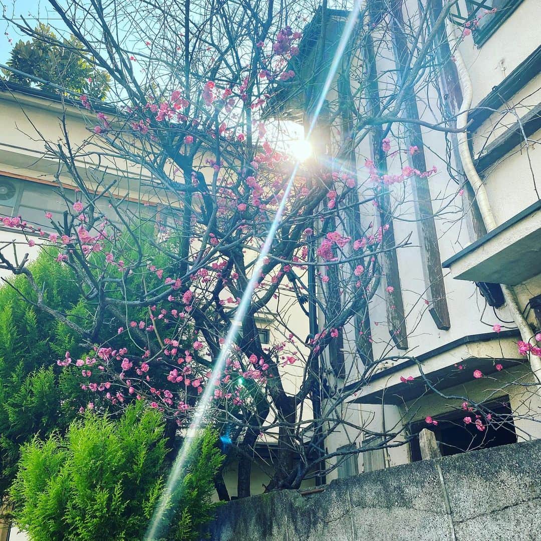 日出郎さんのインスタグラム写真 - (日出郎Instagram)「さぁ春だ!!!! 38年前、上京して初めて住んだアパート近辺、マンションに変わってて分からなかったので近くの梅を激写(笑)  #日出郎 #ウォーキング」2月19日 22時56分 - hiderou1030