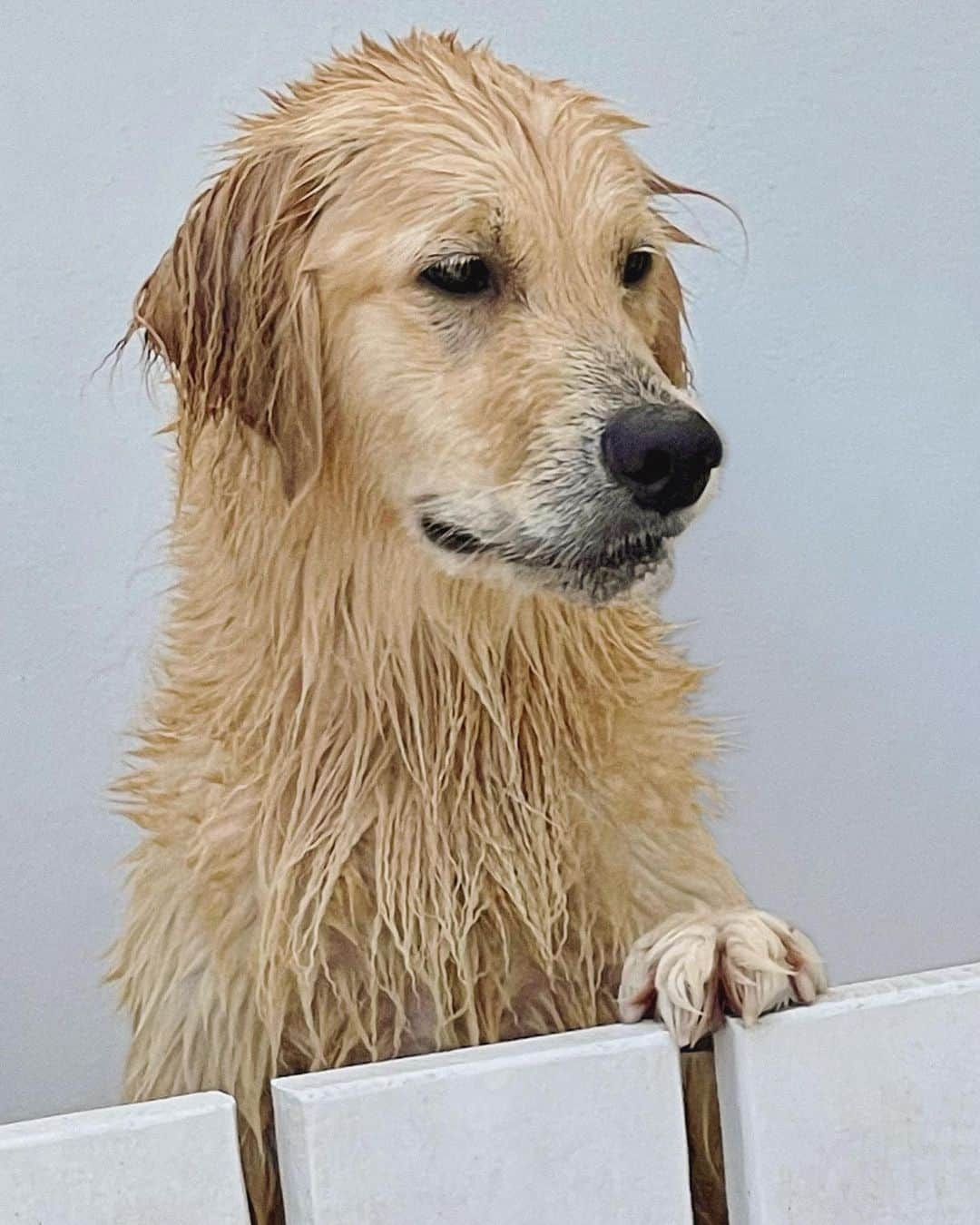 ブルース・ウェーバーのインスタグラム：「Suze Mazzei’s Golden Girl, Paris 🐾.」