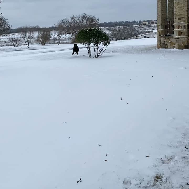ビル・ゴールドバーグのインスタグラム：「Does a 120lb #rottweiler like snow?? Absolutely 👊🥶 #spear #jackhammer #whosnext #rottweilersofinstagram @wwe #dog @goldbergsgarage #texas」