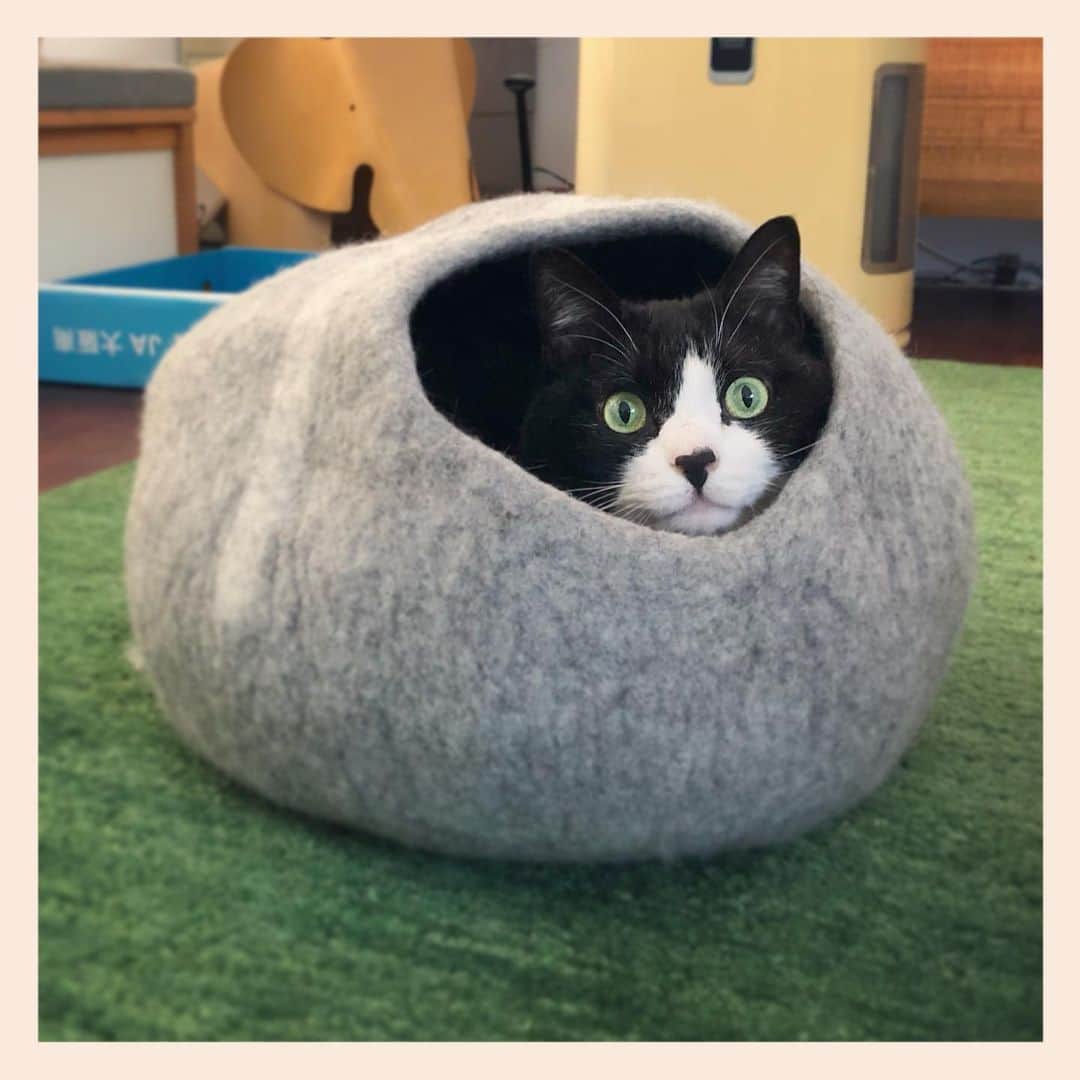 パンといっぴきのインスタグラム：「#元保護猫 #ハチワレ #白黒猫 #blackandwhitecat #tuxedocat」