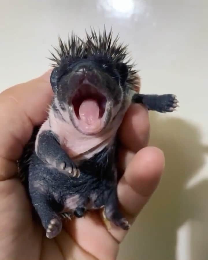 animalsのインスタグラム：「Baby yawn 😴❤️ Have you ever seen an african pygmy hedgehog before? 🖤 Video by: @little_quills」