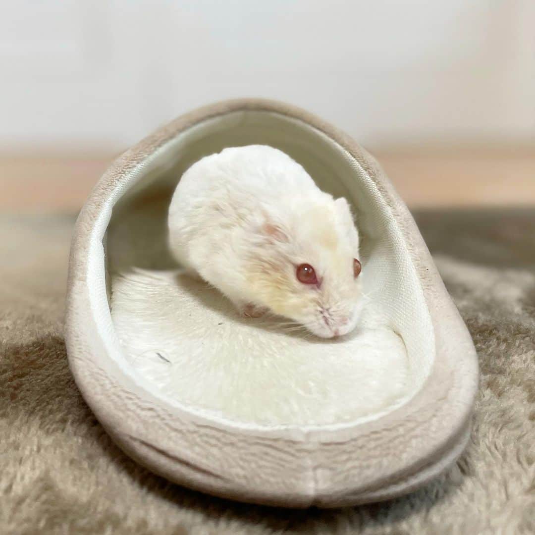 hamster_mocoのインスタグラム